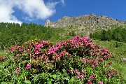 21 Rododendro rosso (Rhododendron ferrugineum)